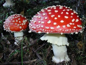 Il mondo dei viventi – Lezione n.5: Regno dei funghi