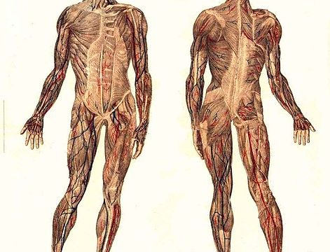 Anatomia e Fisiologia -Lezione n. 3: Sistema muscolare