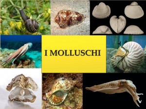 I molluschi