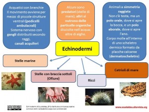 echinodermi mappa