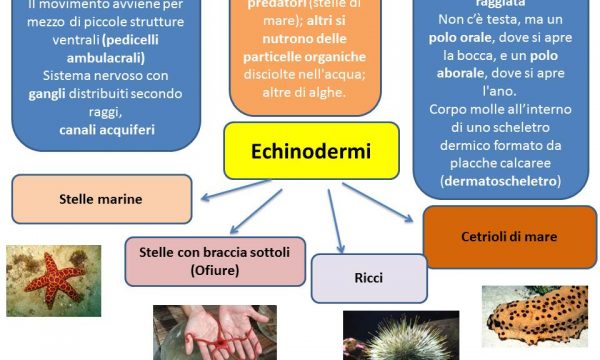Gli echinodermi
