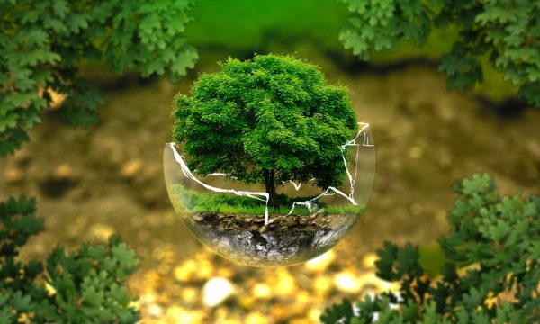Ecologia: conoscere per preservare il pianeta Terra